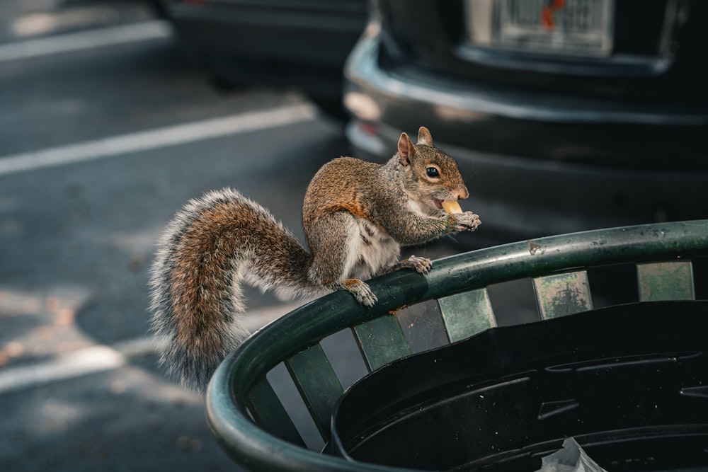 un écureuil assis sur une poubelle