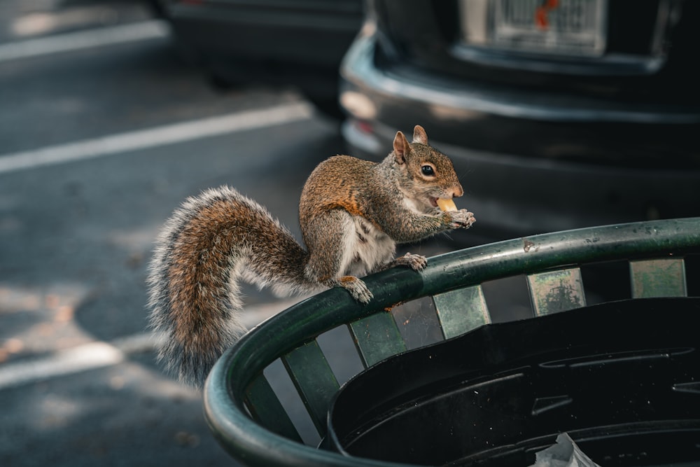 a squirrel sitting on top of a trash can