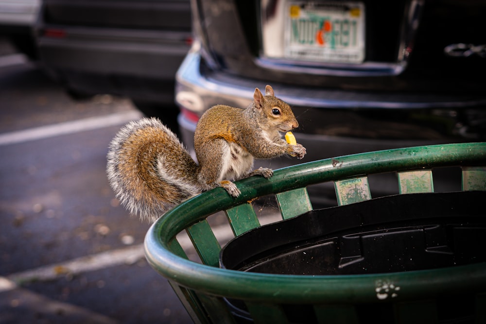 un écureuil assis sur une poubelle