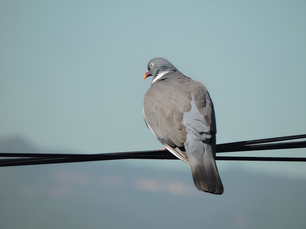 a pigeon sitting on top of a power line