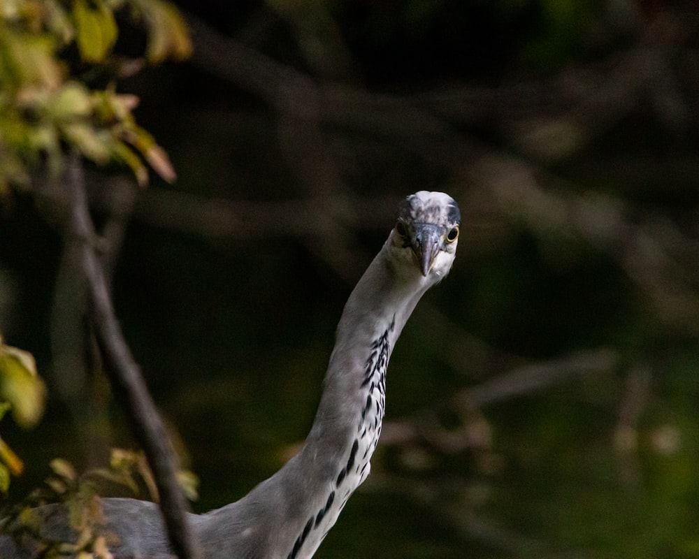 a close up of a bird with a blurry background