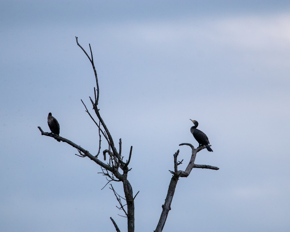 a couple of birds sitting on top of a tree