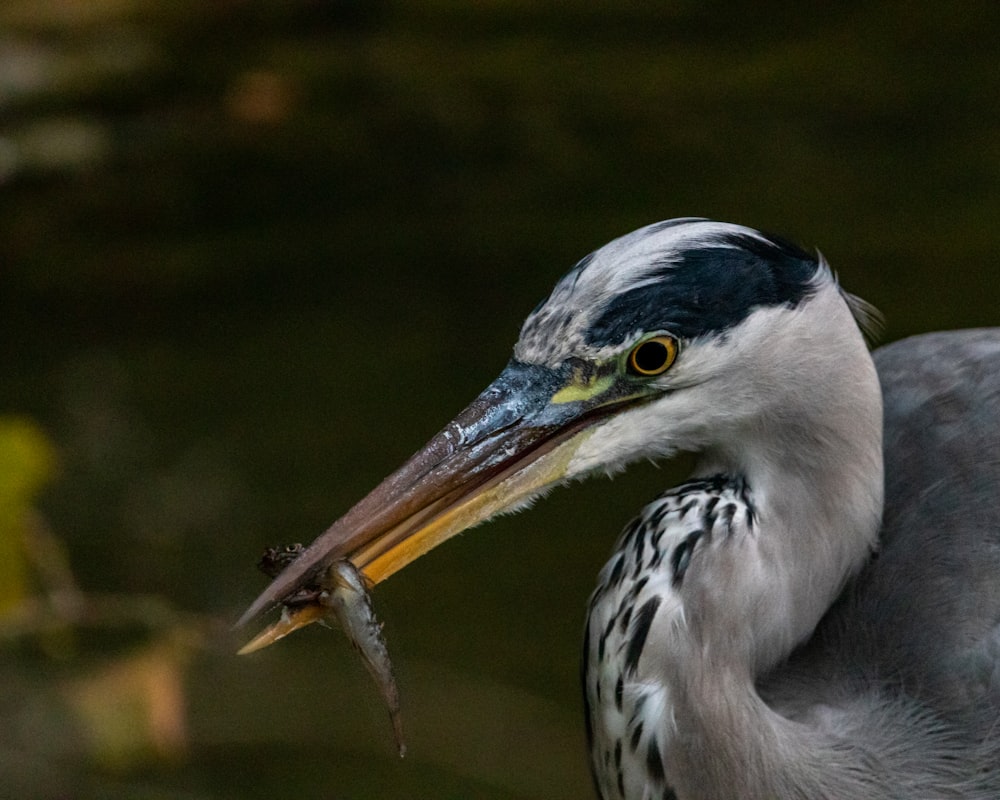a close up of a bird with a fish in its mouth