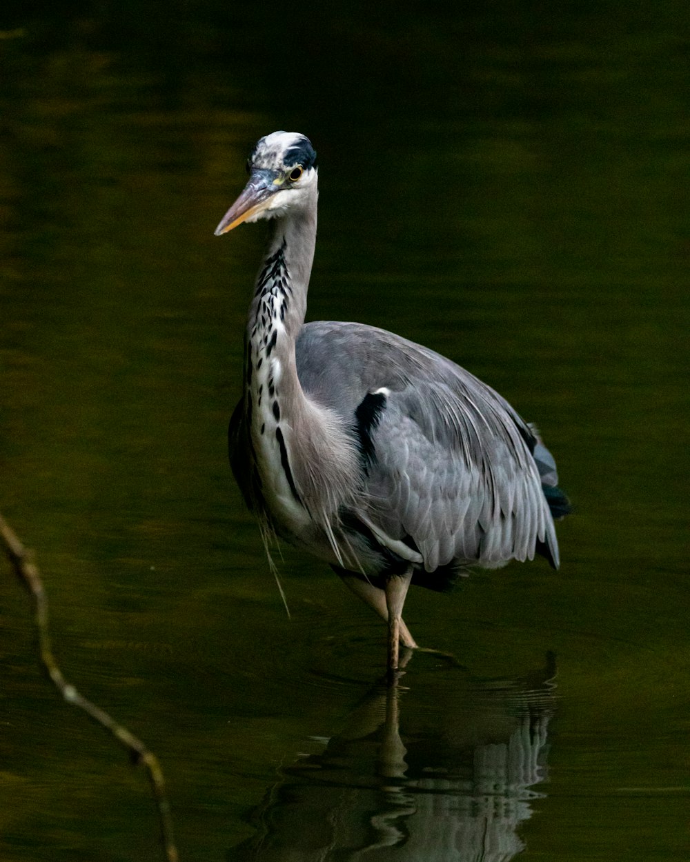 a bird is standing in the water near a branch