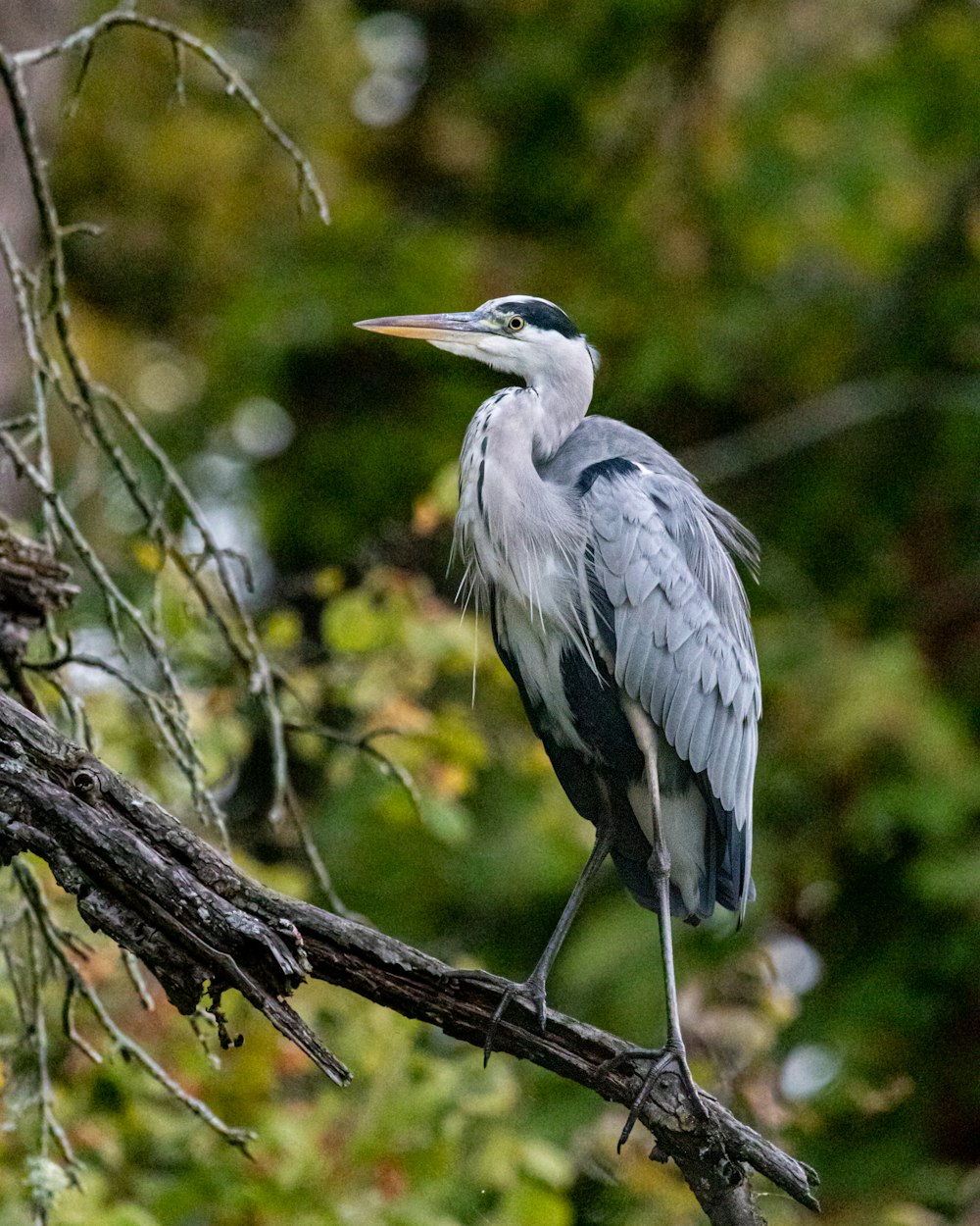 a bird is perched on a tree branch