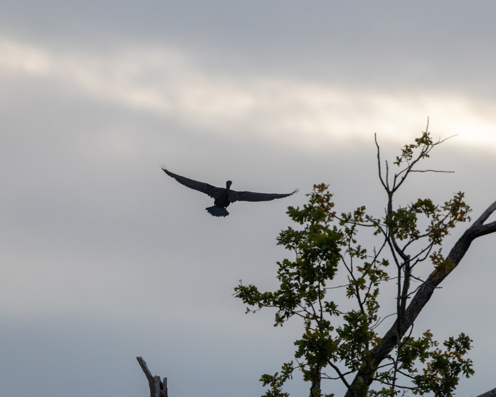 a large bird flying over a tree branch