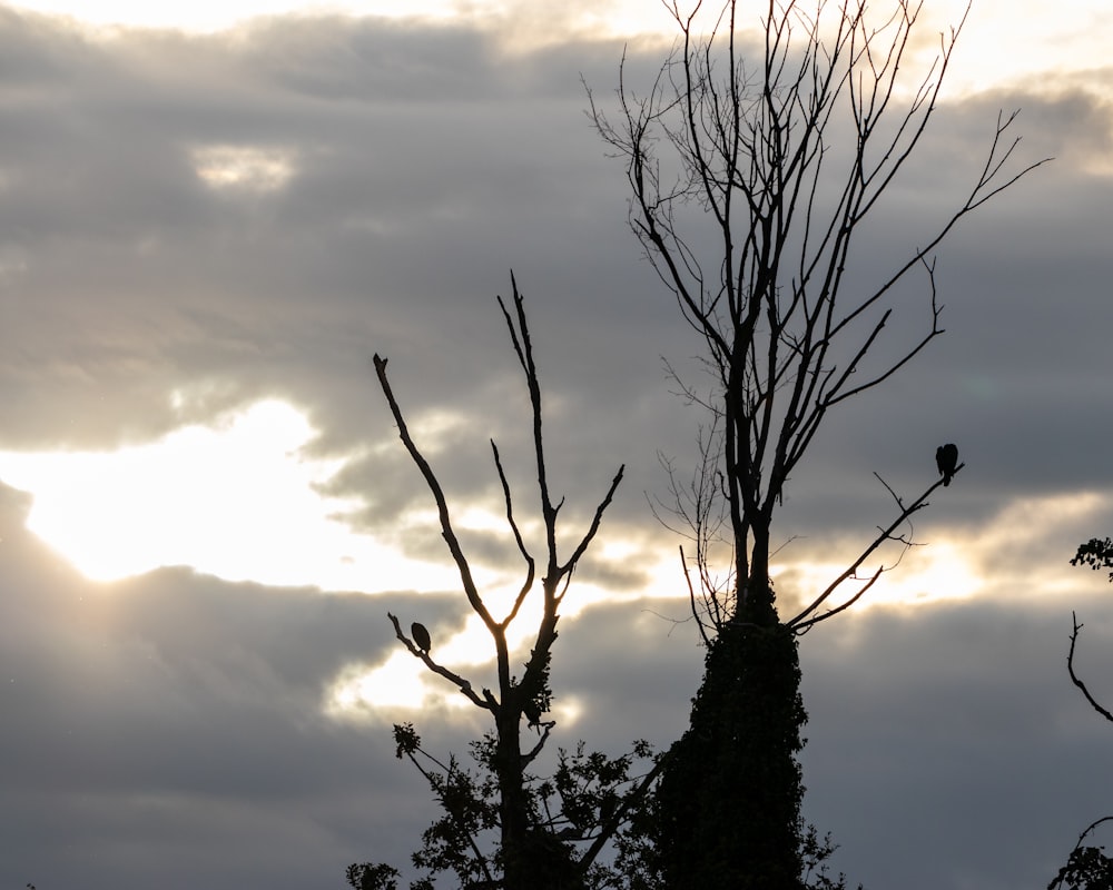 a bird sitting on top of a tree branch