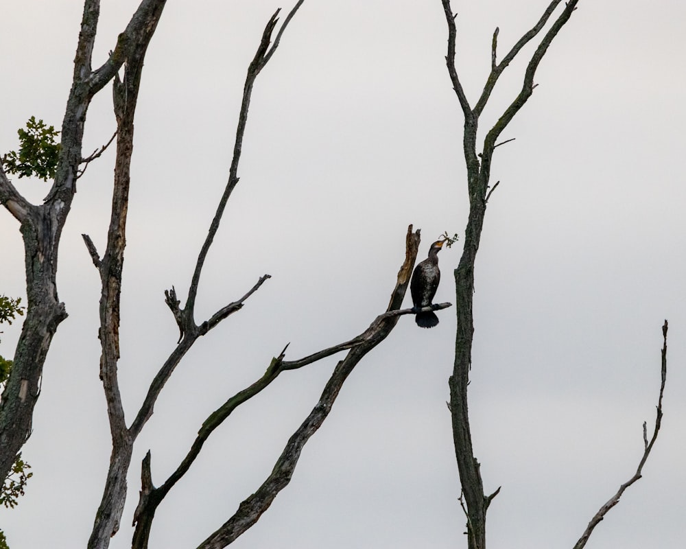 a bird sitting on top of a tree branch