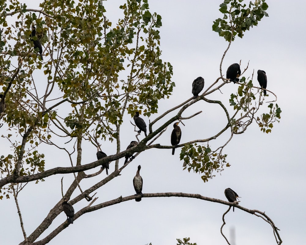 a flock of birds sitting on top of a tree branch