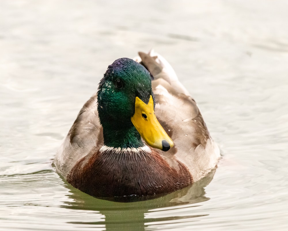 a duck with a yellow beak swims in the water