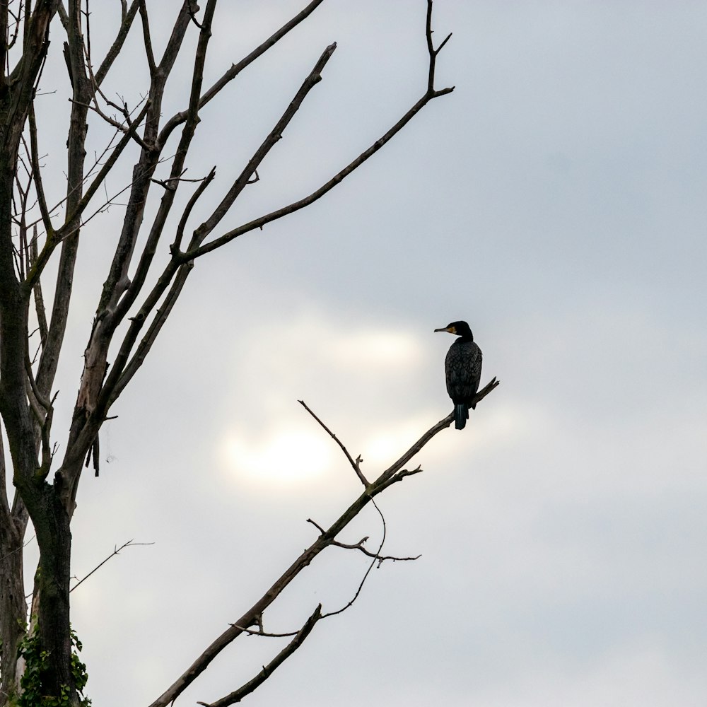 a black bird sitting on top of a tree branch