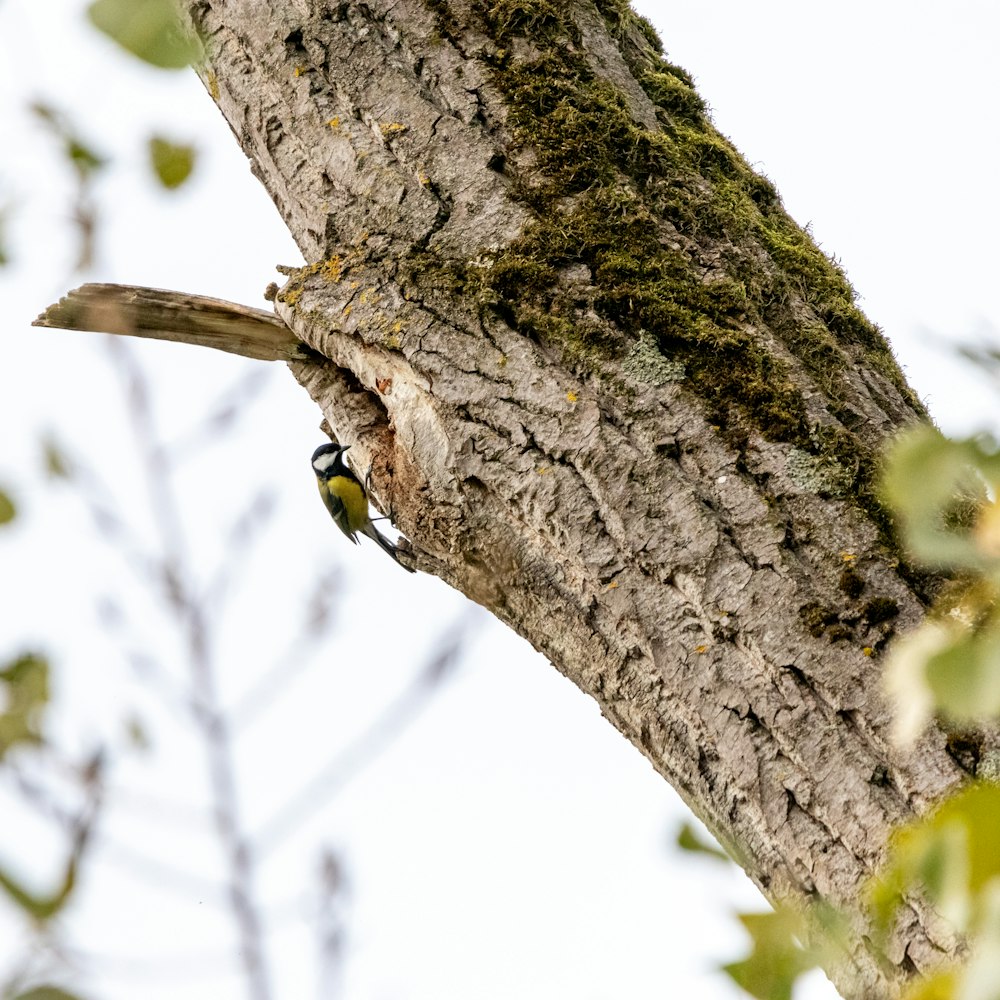 a bird perched on the side of a tree