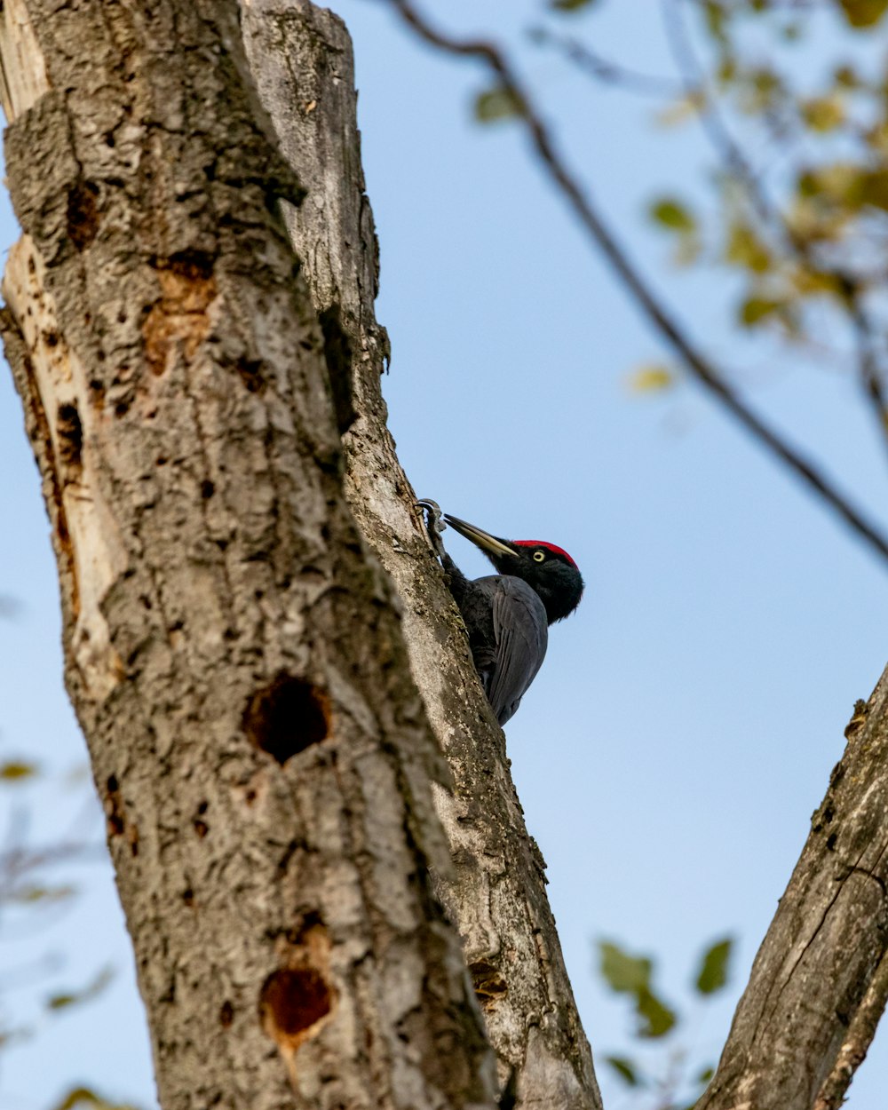 a woodpecker in a tree with a blue sky in the background