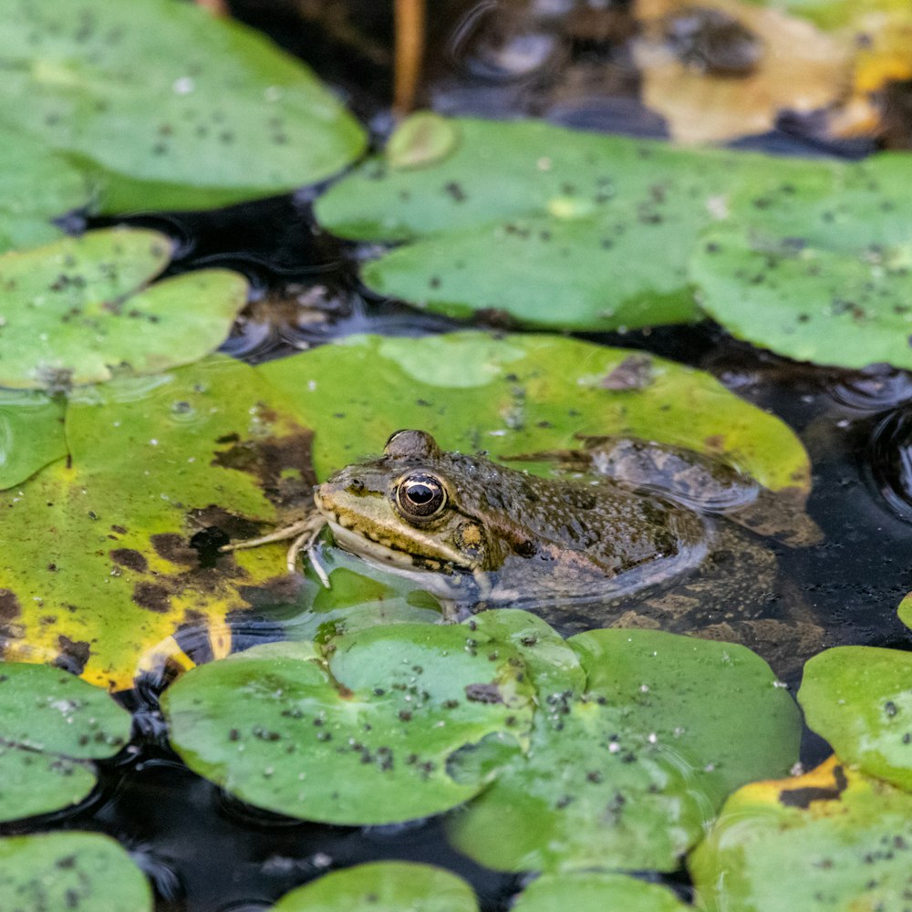 a frog that is sitting in some water