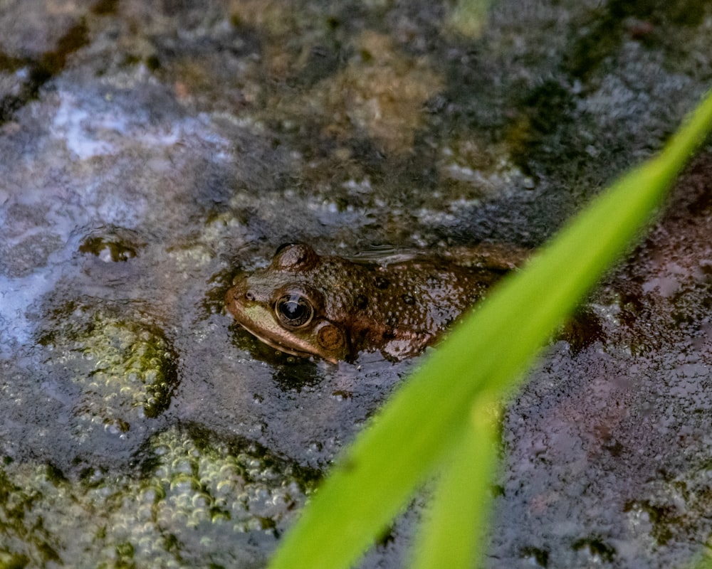 a frog that is sitting in some water
