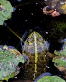 a frog that is sitting in some water