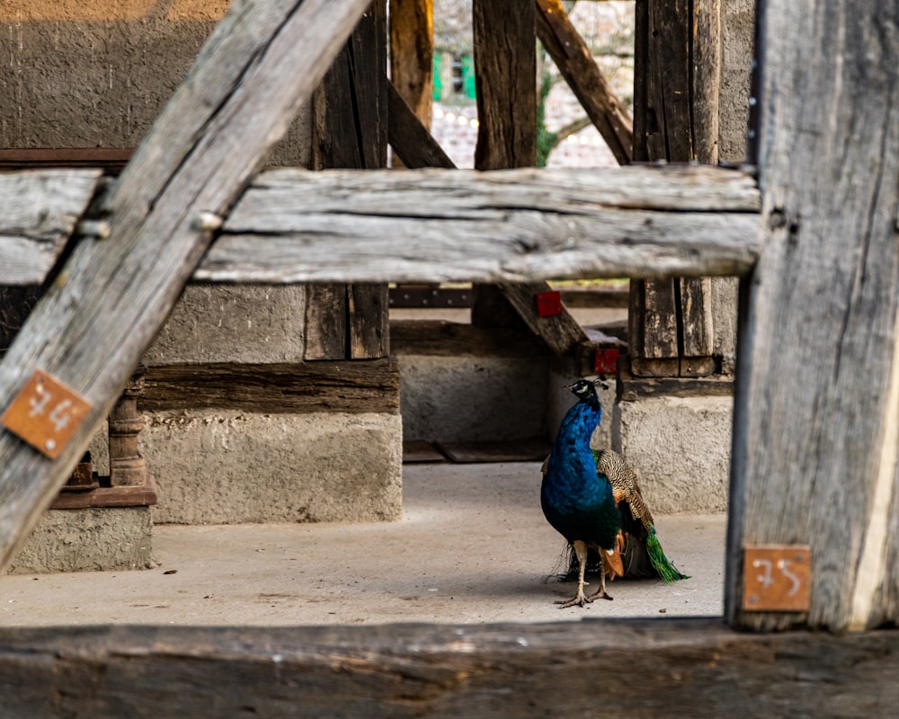 a peacock standing next to a wooden structure