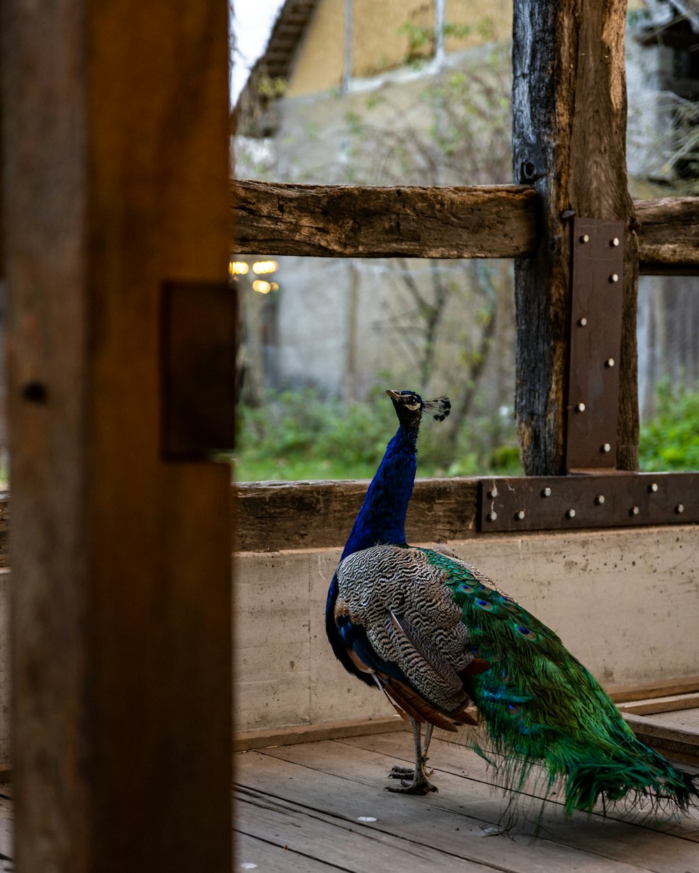 a peacock standing on top of a wooden floor