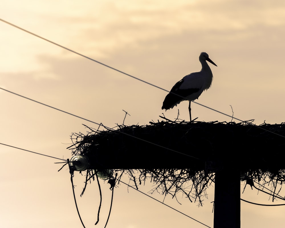 a bird is standing on top of a nest