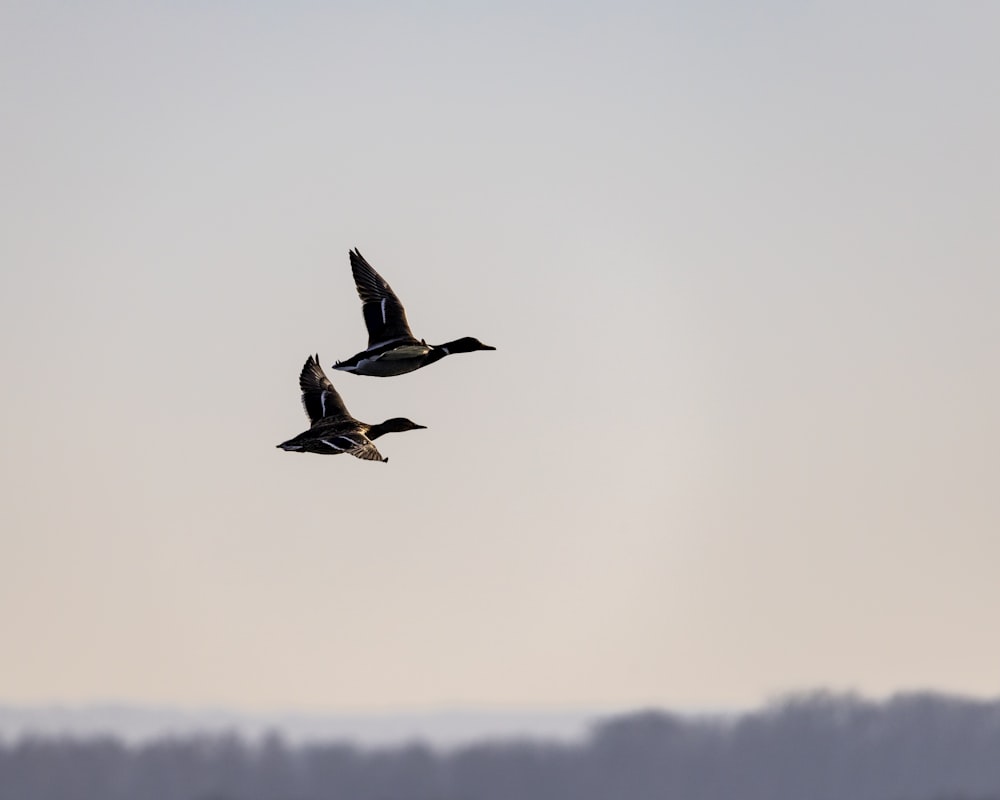 a couple of birds flying through a cloudy sky