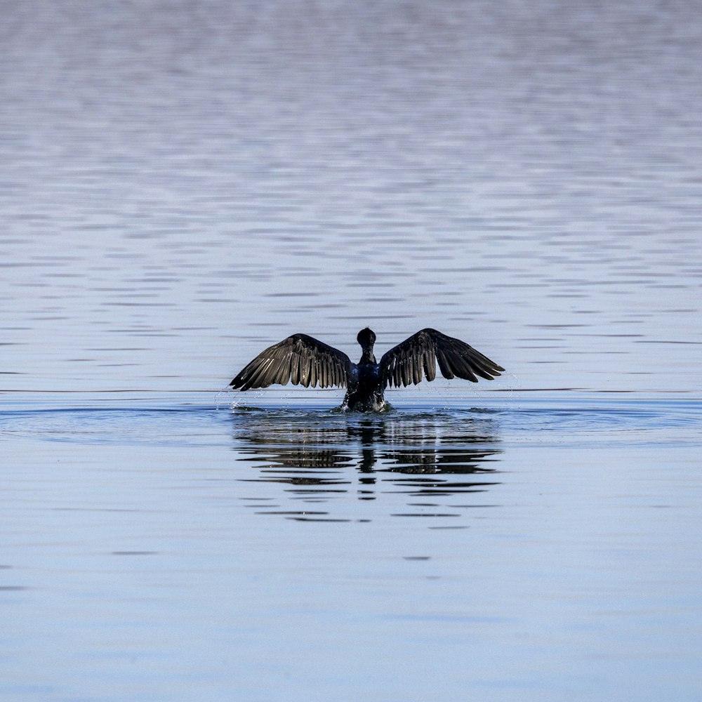 a bird with its wings spread out in the water