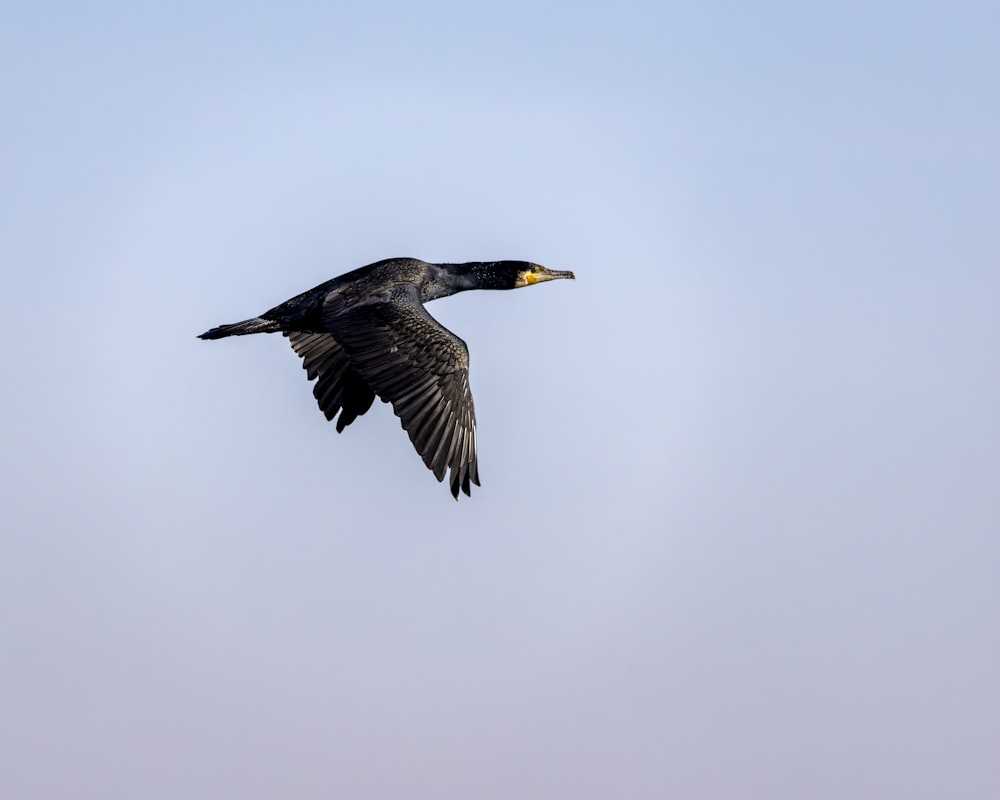 a large bird flying through a blue sky