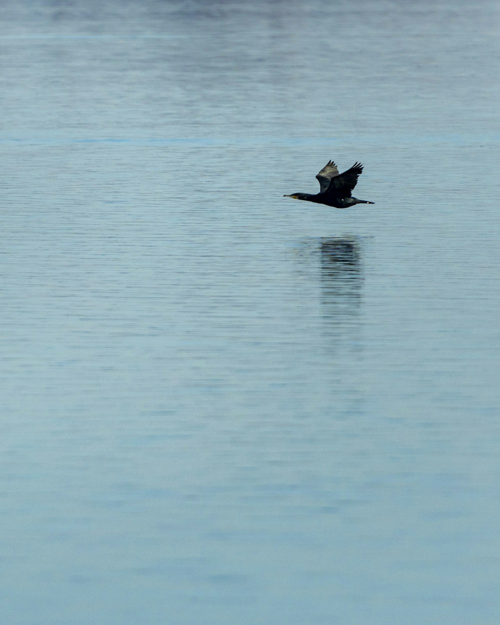 a bird flying over a body of water