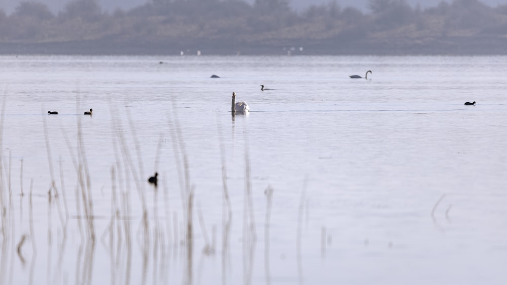 a flock of birds floating on top of a lake