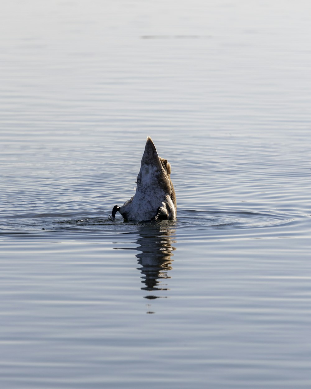 a bird is swimming in a body of water