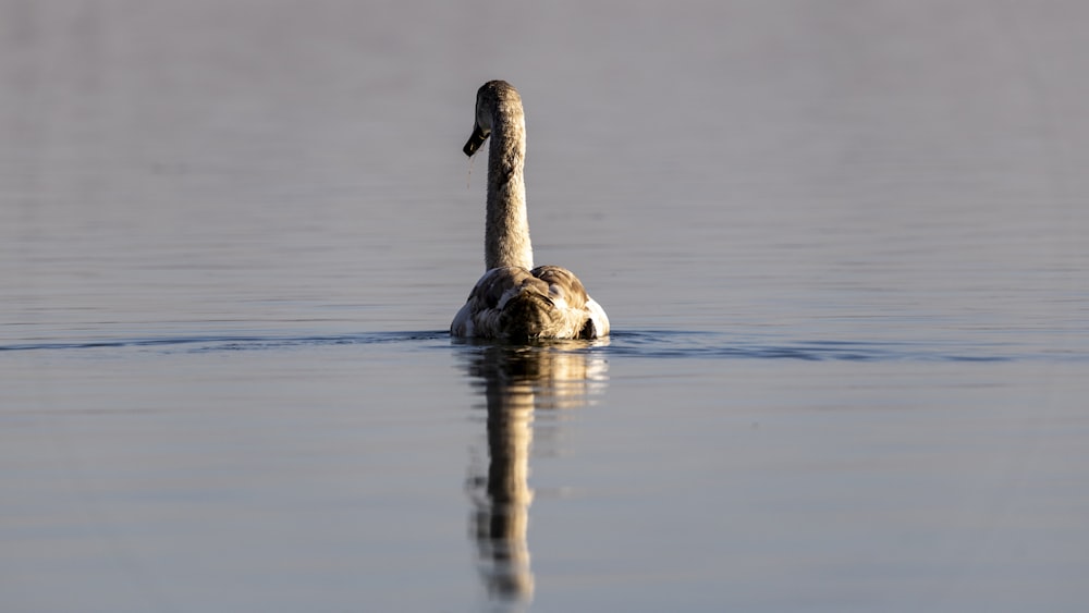 a duck floating on top of a body of water