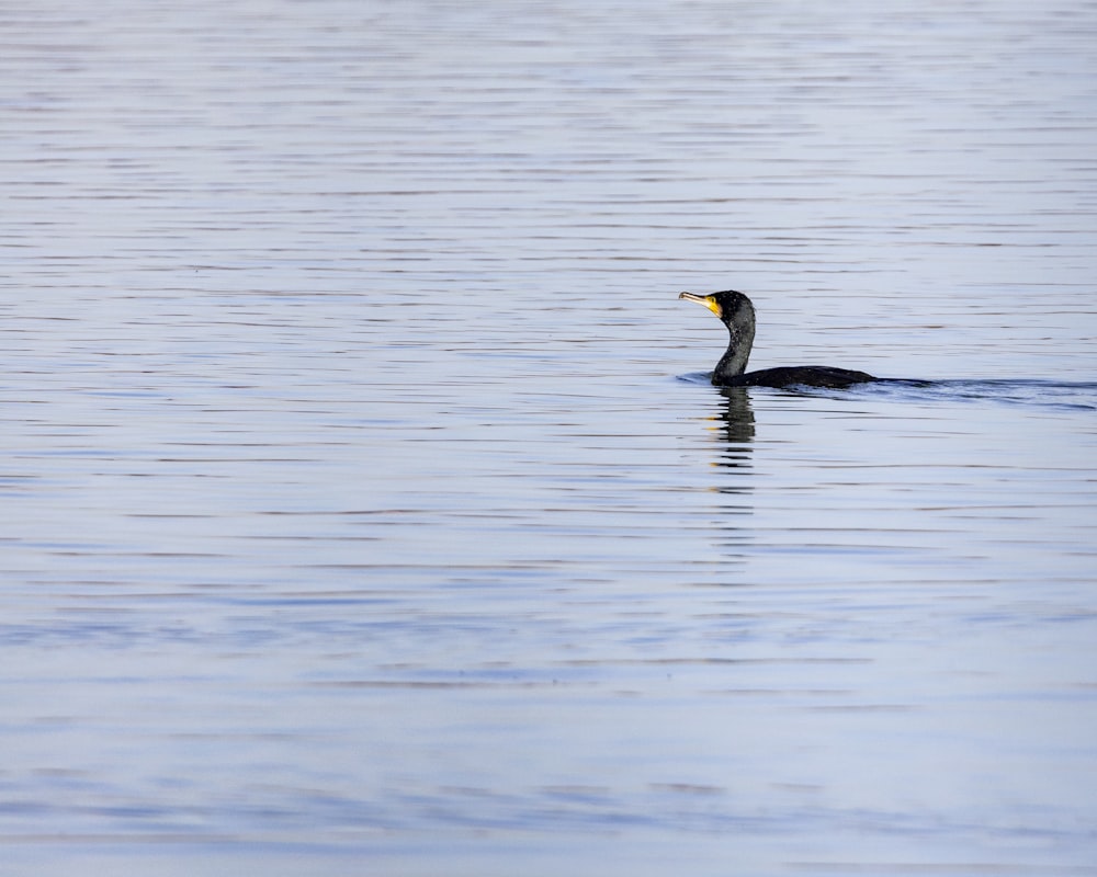 a bird floating on top of a body of water