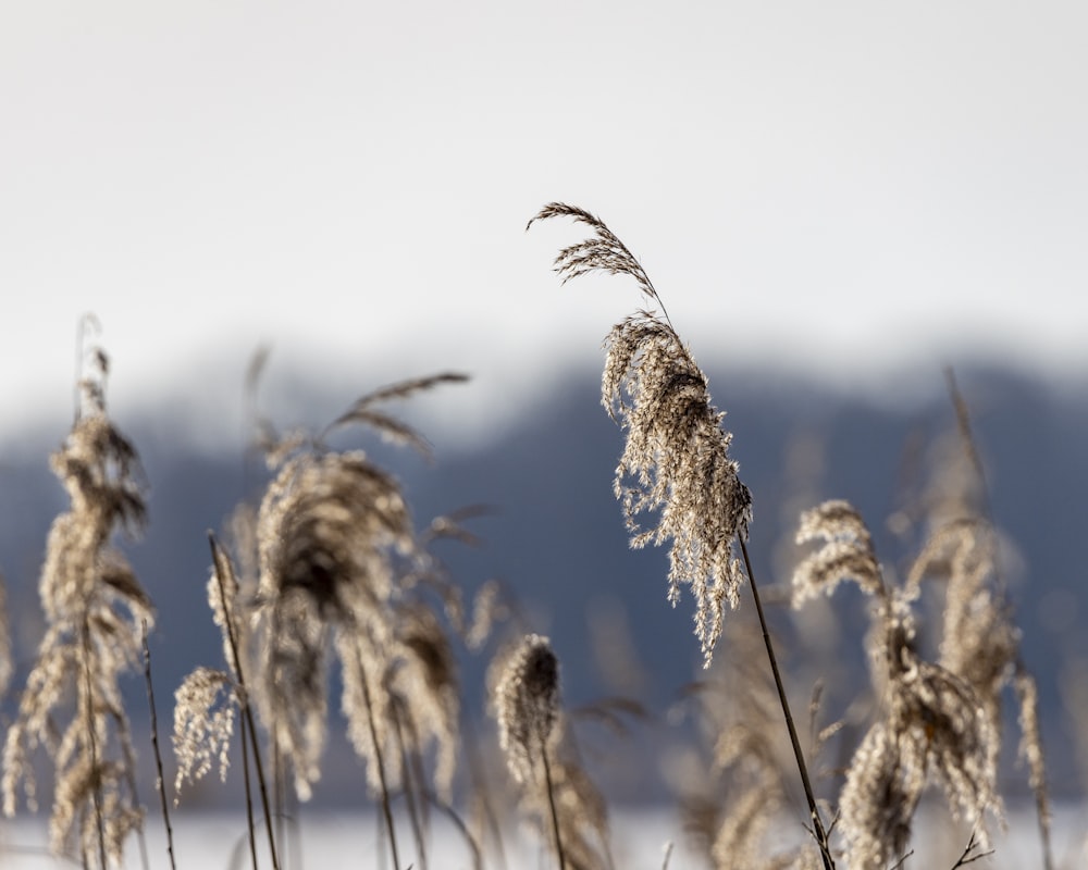 a bunch of tall dry grass in the snow
