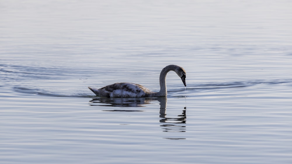 a swan swimming in the water with its head above the water's surface