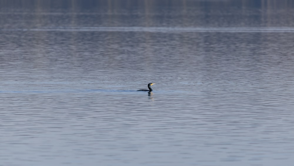 a bird floating on top of a body of water