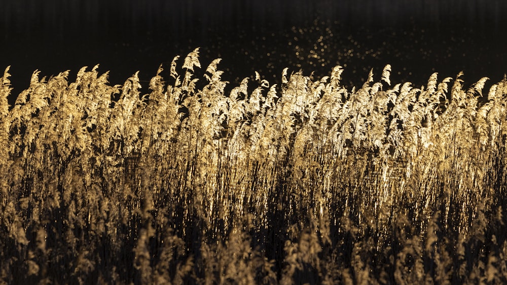 a field of tall grass covered in lots of dirt