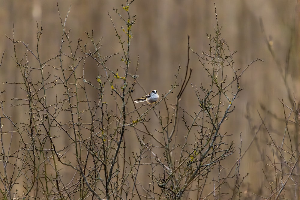 a small bird perched on top of a tree branch