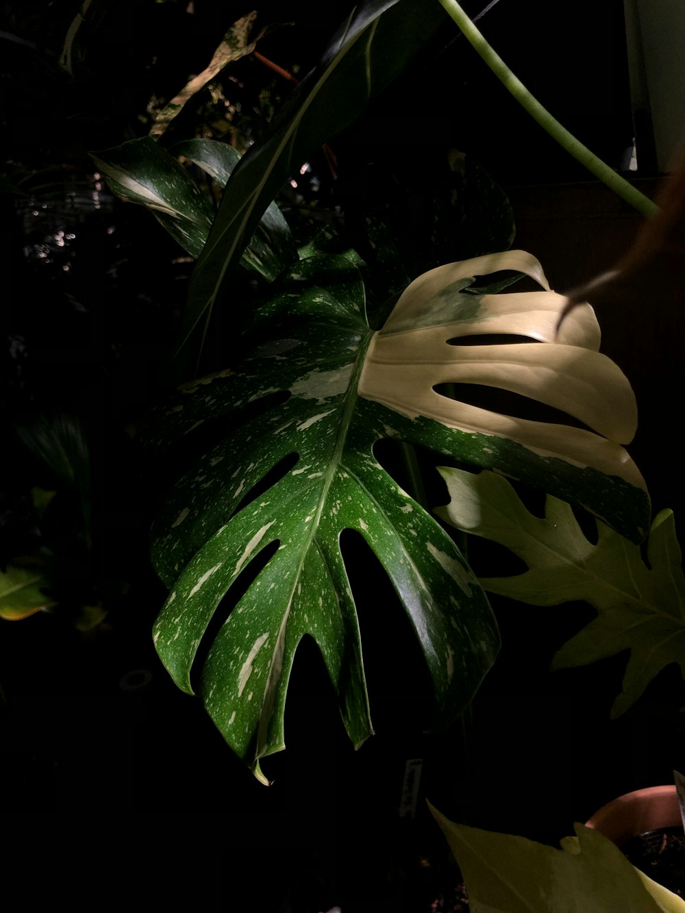 a large green leafy plant in a dark room