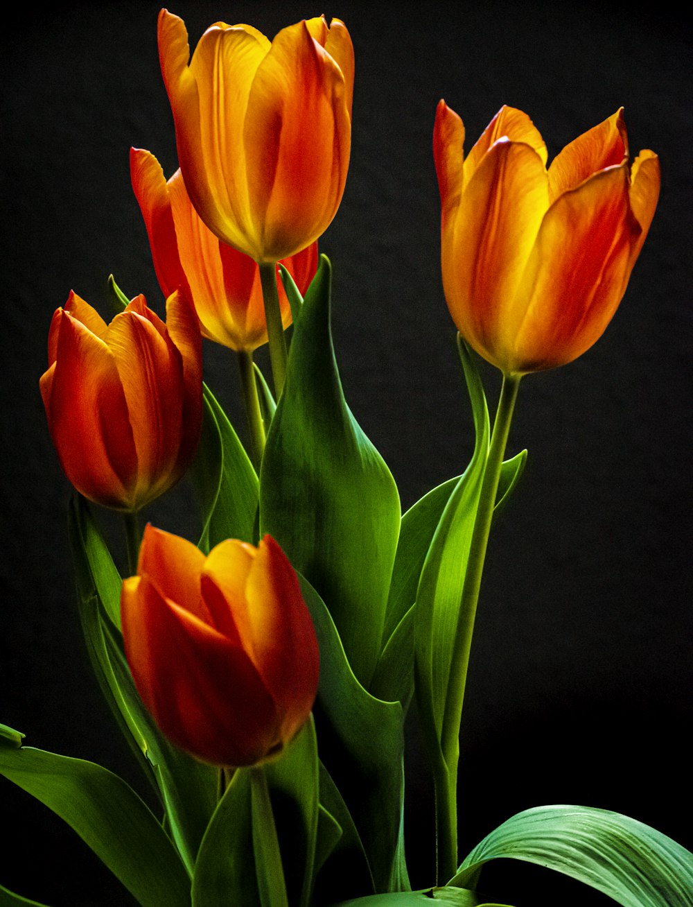 a bunch of orange tulips are in a vase