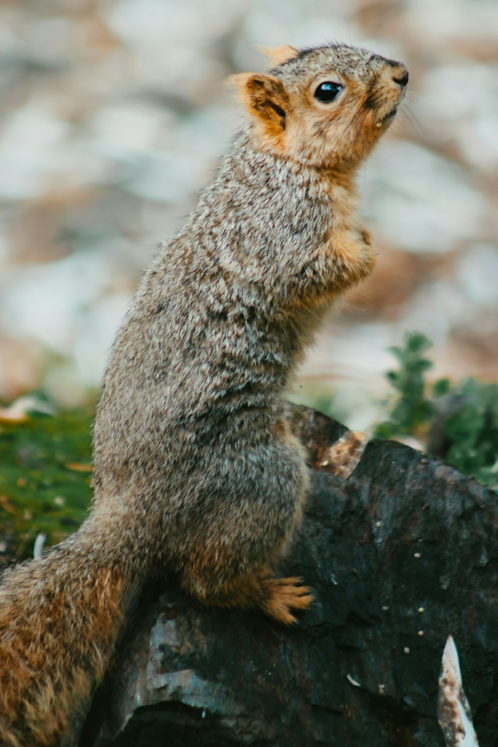 a small animal standing on top of a rock