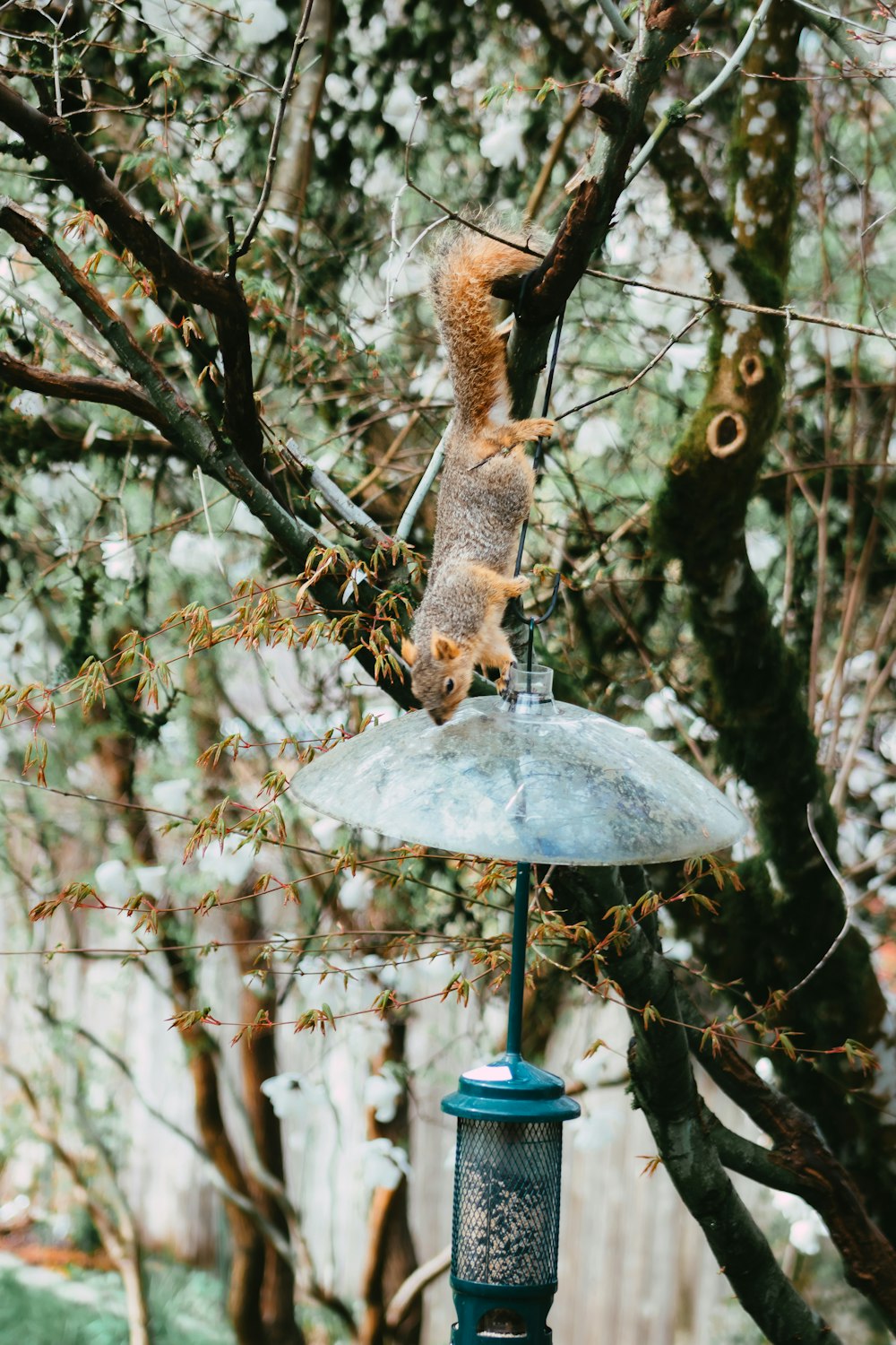 una ardilla encima de un comedero para pájaros en un árbol