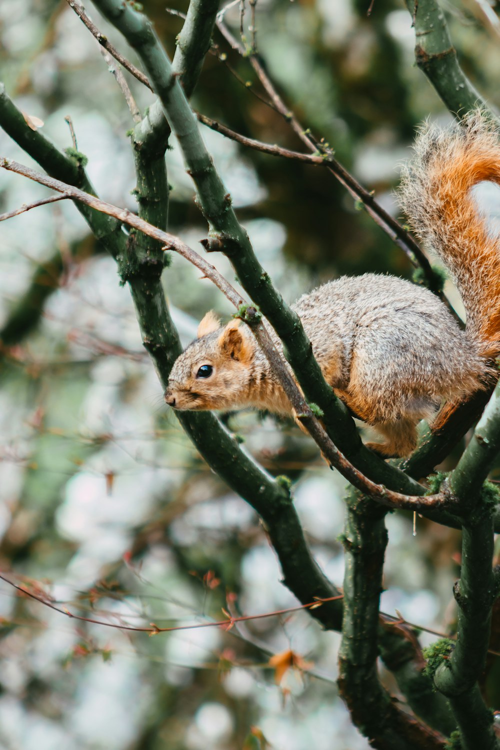 a squirrel is sitting on a tree branch