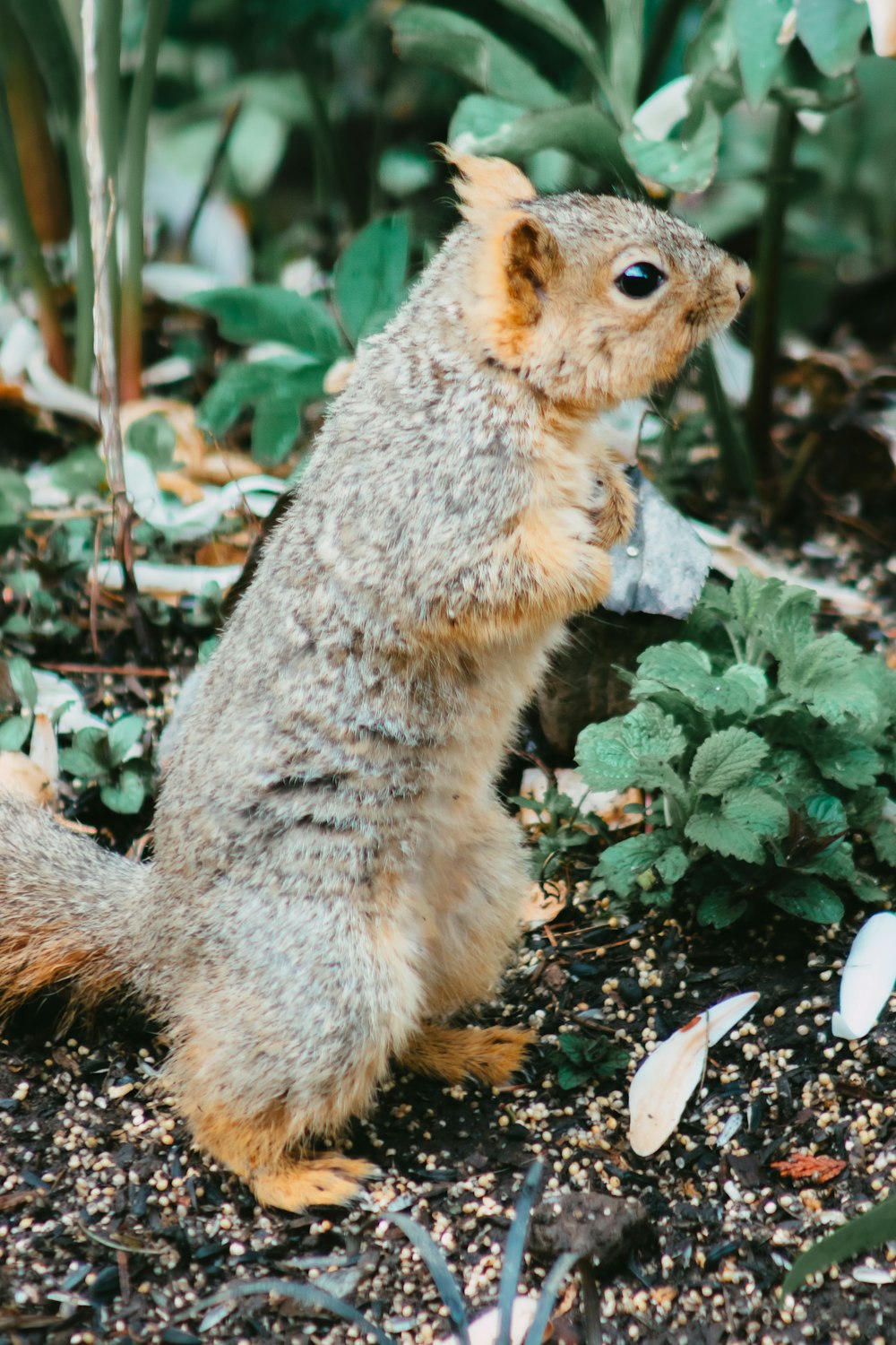 ein Eichhörnchen sitzt auf den Hinterbeinen in einem Garten