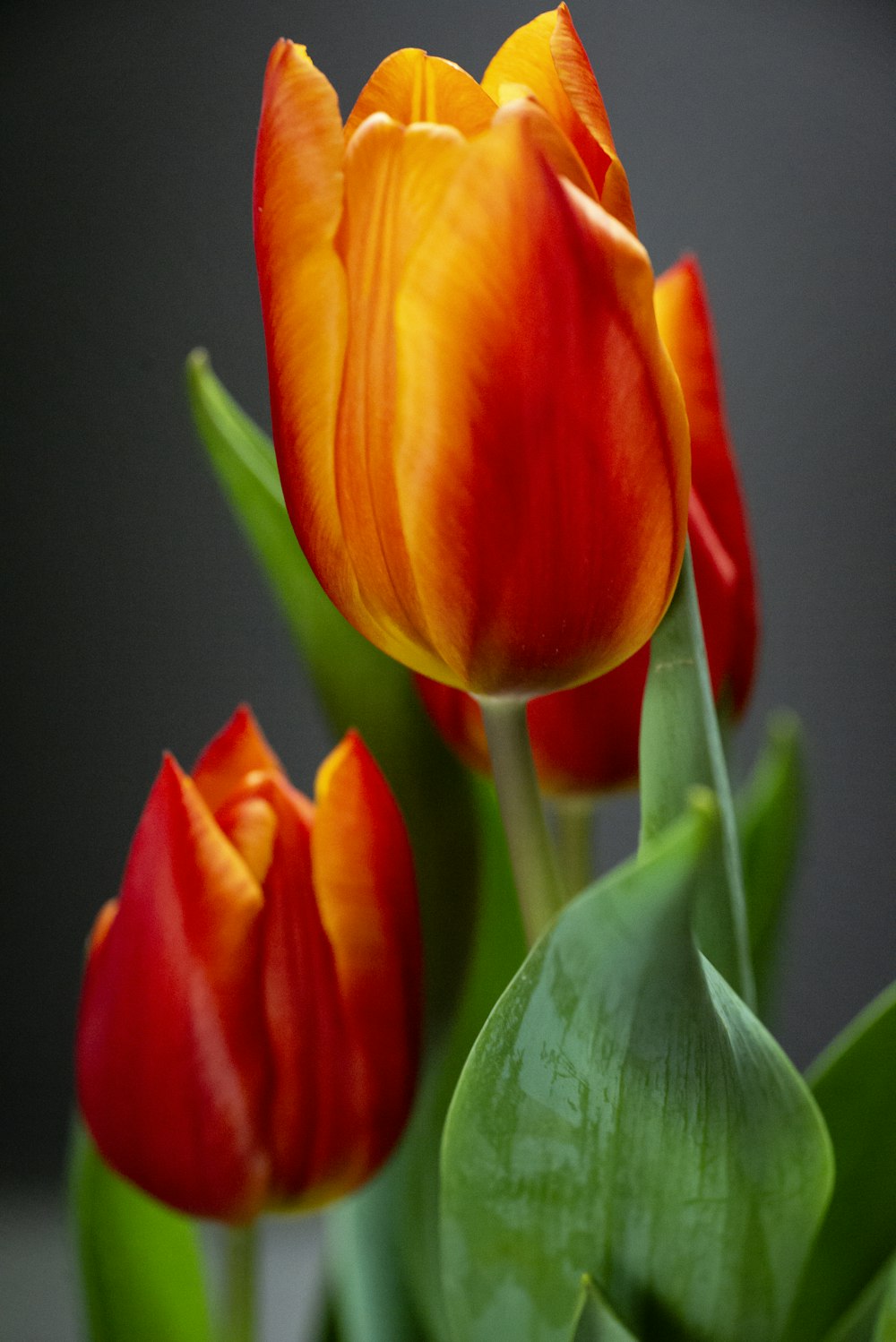 a close up of a bunch of red and yellow tulips