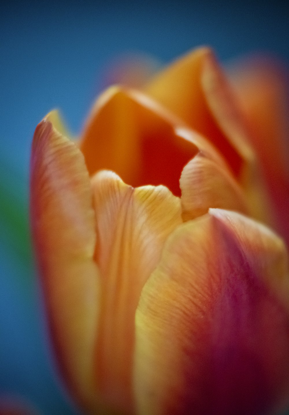 a close up of a pink and yellow tulip