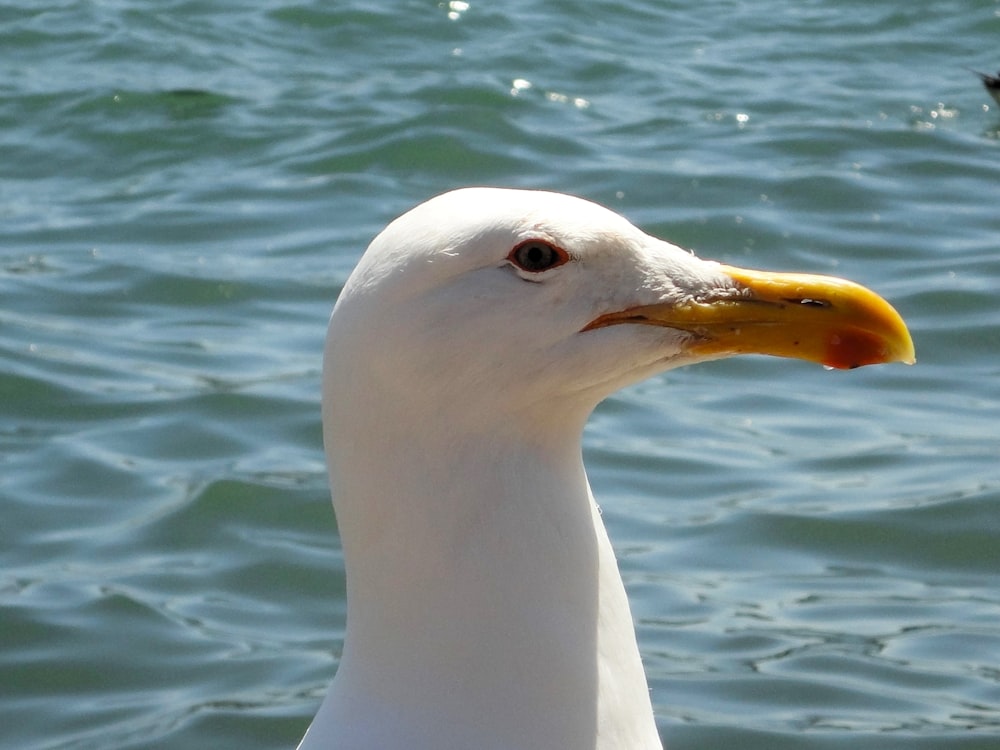 Nahaufnahme einer Möwe in der Nähe eines Gewässers