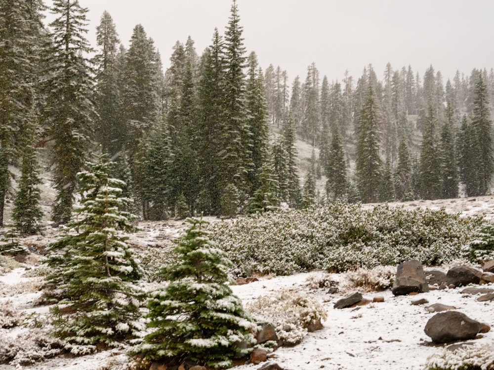 a snowy landscape with evergreen trees and rocks