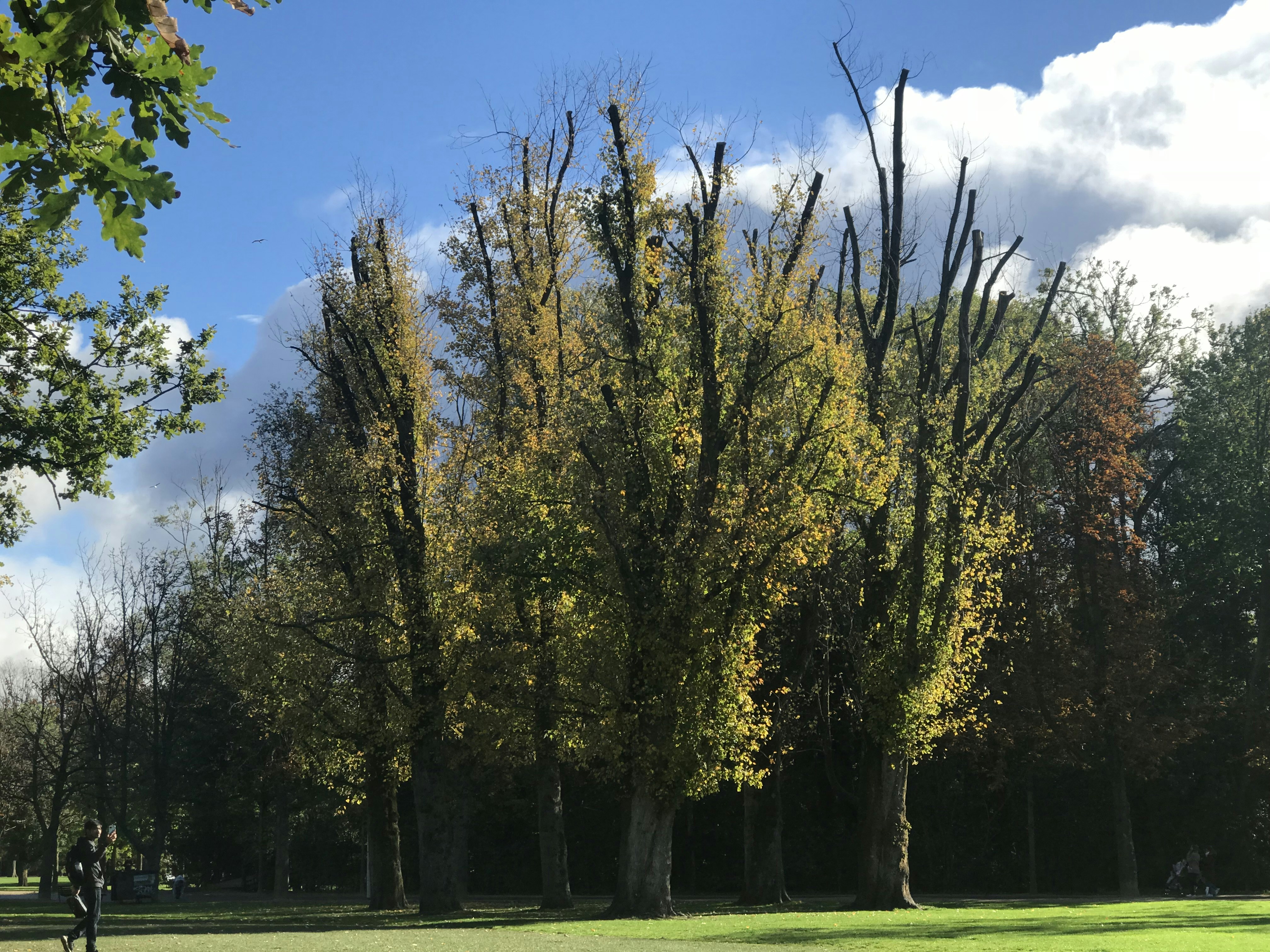 a man riding a bike through a park