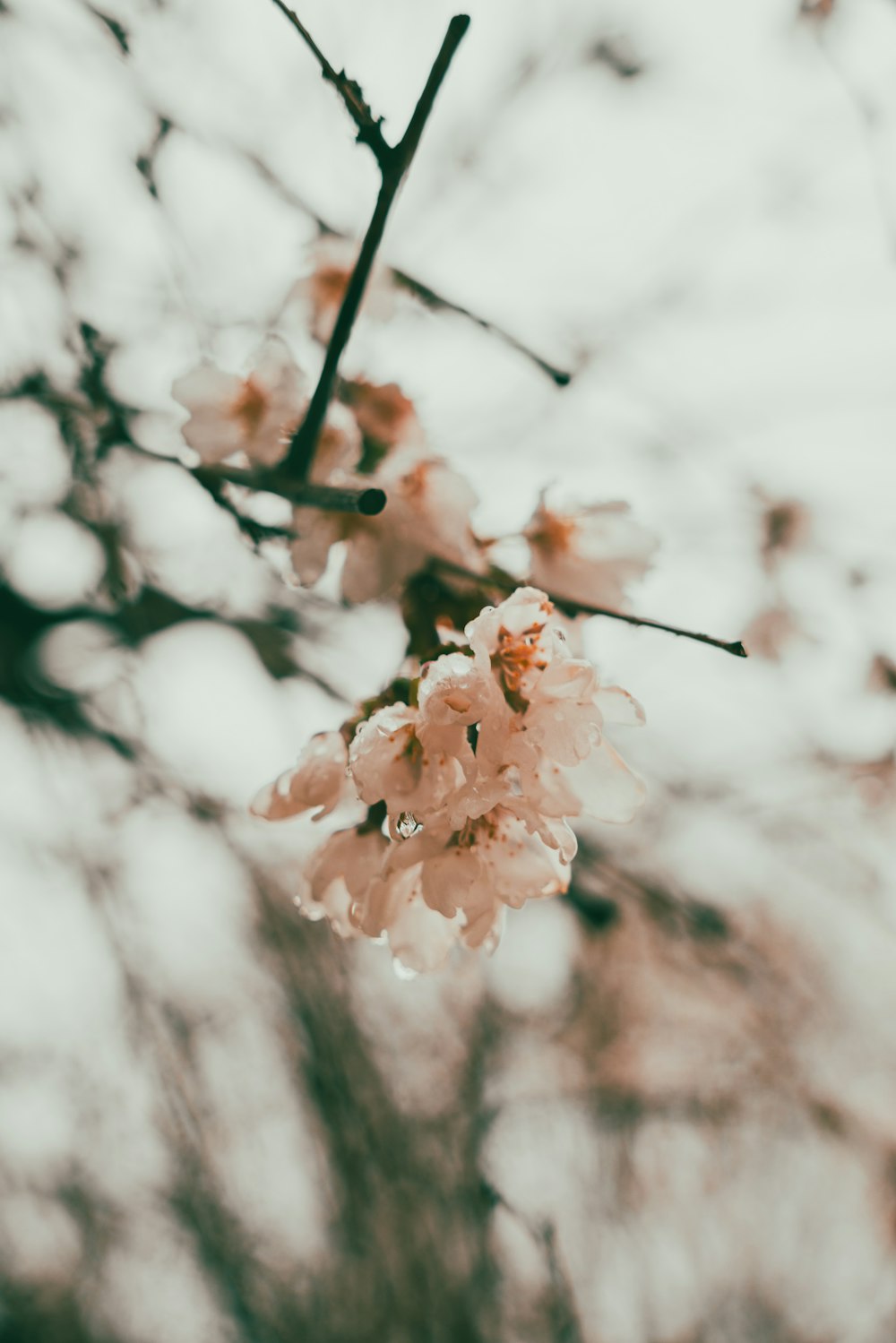 a close up of a flower on a tree