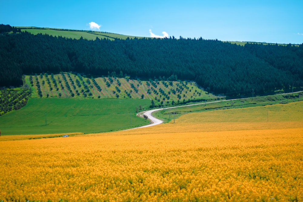 a field of yellow flowers with a winding road in the distance