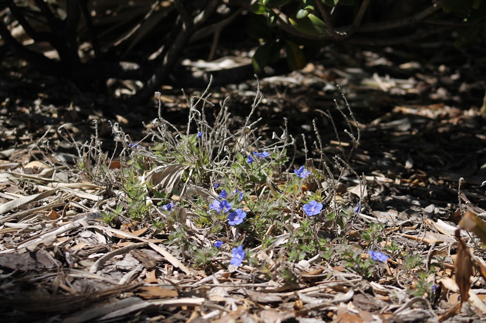 some blue flowers are growing in the dirt